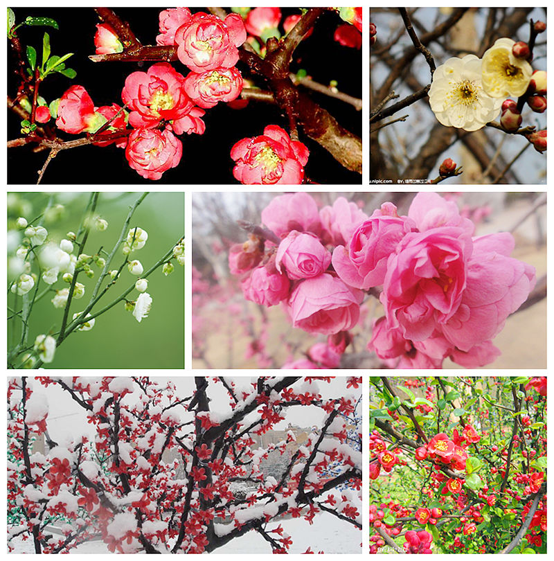 春节以来,申城经几场冬雨的洗礼之后,天气晴好,乍暖还寒,全城的梅花